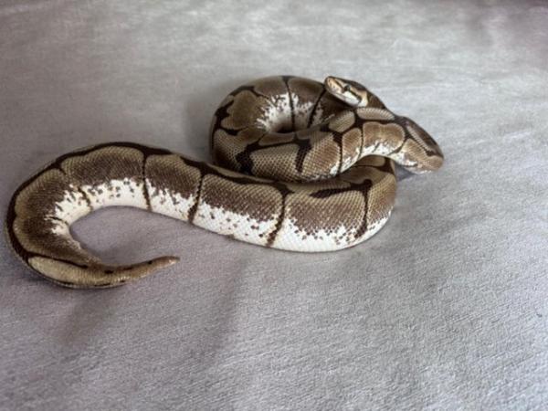 Image 1 of ball pythons male and female morphs