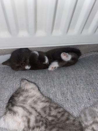 Image 2 of British short and long hair kittens