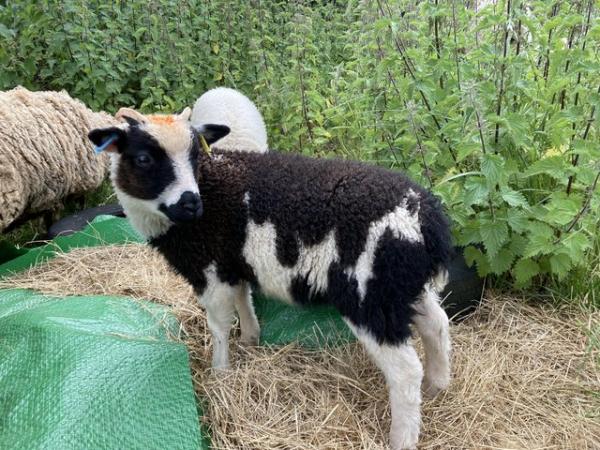 Image 6 of Shetland sheep wether lambs (castrated rams) for sale