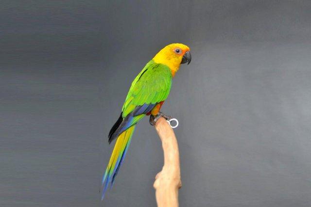 Image 4 of Baby Hand Reared Jenday conure,19