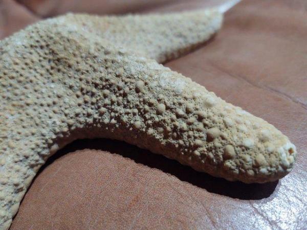 Image 1 of A Large Sculptural Dried Jungle Starfish