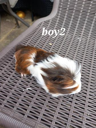 Image 5 of 4 baby boy guinea pigs ready to go
