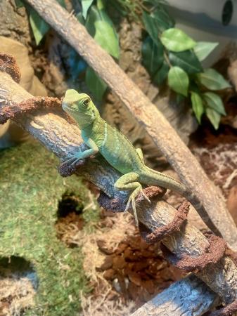 Image 2 of 7 month old Chinese water dragon with accessories and Viv