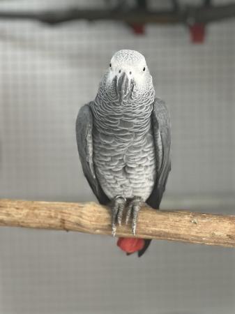 Image 3 of Supertame African grey parrot