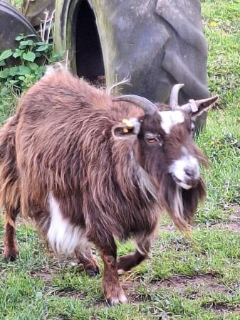 Image 1 of Pygmy goat nanny for sale