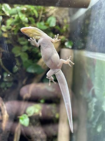 Image 4 of Phelsuma klemmeri neon day gecko proven female