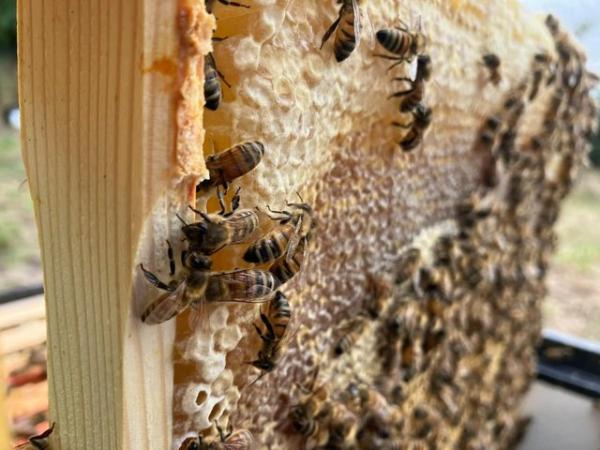 Image 9 of 6 Frame National Nuc of Bees For Spring 2024
