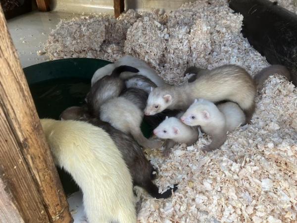 Image 3 of 8 week old well handled ferrets, from working /pet lines,