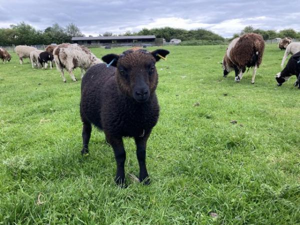 Image 9 of Shetland sheep wether lambs (castrated rams) for sale