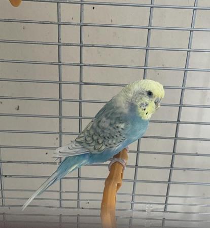 Image 1 of Beautiful budgie with cage seeks loving home