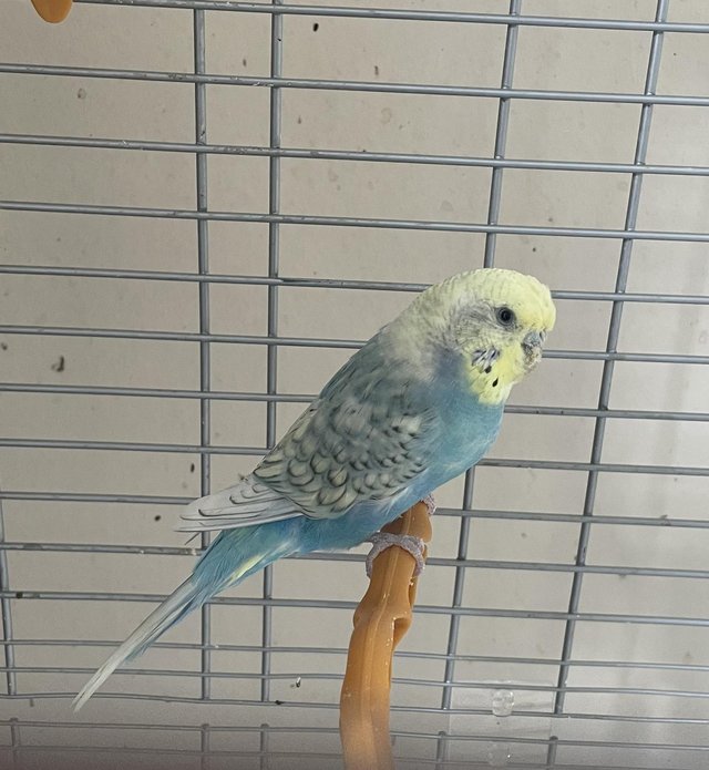Preview of the first image of Beautiful budgie with cage seeks loving home.