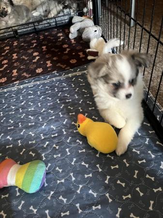 Image 8 of Beautiful Pomchi puppies for sale