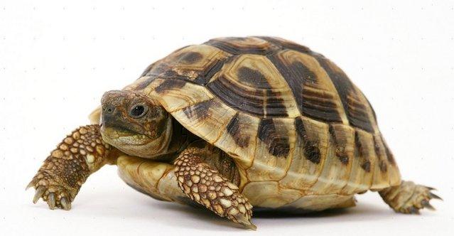 Image 4 of Captive Bred Baby Herman’s tortoises (Testudo hermanni)