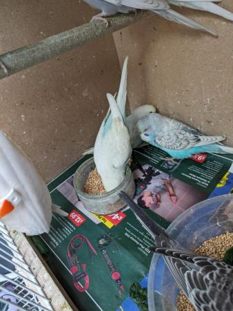Image 5 of Baby budgies ready now right age to hand tame
