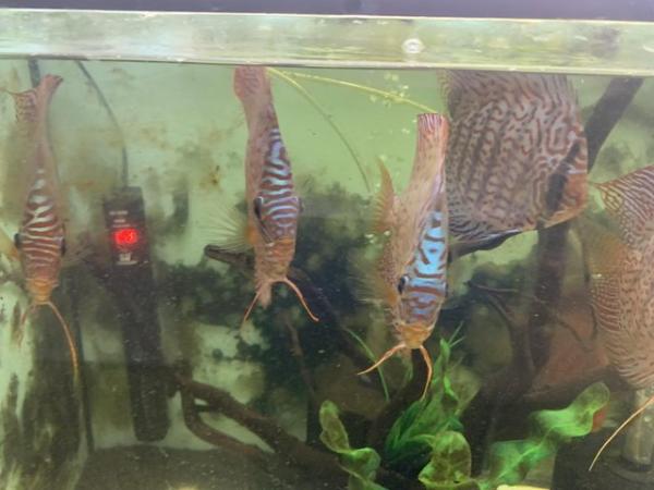 Image 2 of Discus Fish captivating freshwater beauties can deliver