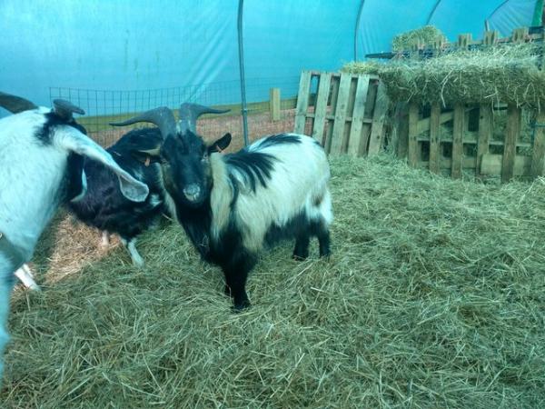 Image 2 of Dwarf dairy goat buck proven,registered, over 1 years old