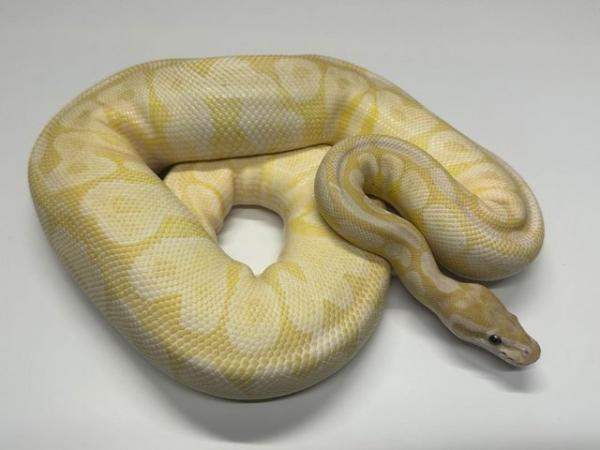 Image 5 of Ball Python Adult Females