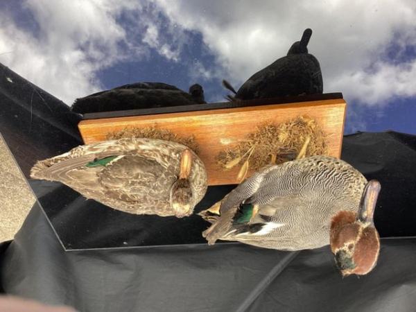 Image 1 of ANTIQUE Taxidermy pair of Teal ducks