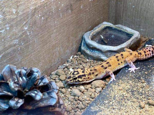 Image 5 of male leopard gecko with 3 ft viv, equip, heated with light.