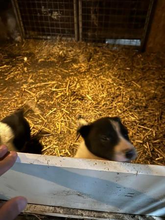 Image 4 of Border collie puppies microchip and health checked