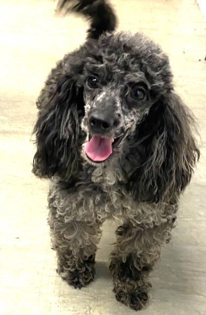 Preview of the first image of Blue Merle toy poodle at stud.