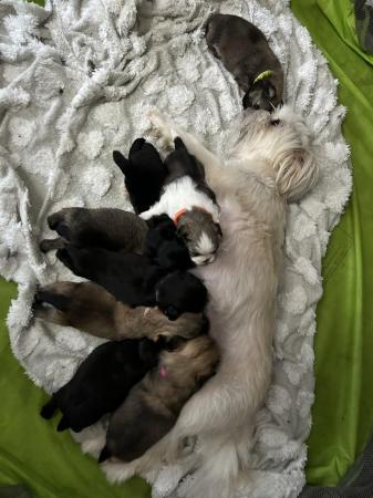 Image 3 of 6 x shihtzu x puppies for sale