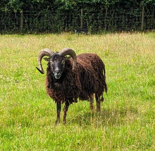 Preview of the first image of Soay ram 3 yr old proven .......