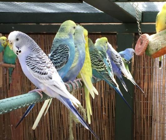 Image 3 of Baby budgies for sale Warrington