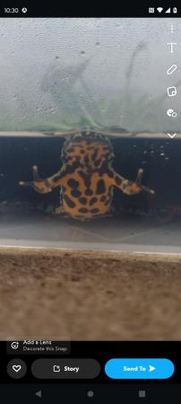 Image 5 of Yellow Bellied Toad for sale