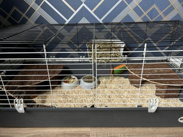 Image 1 of Guinea pigs, Cage & Accessories