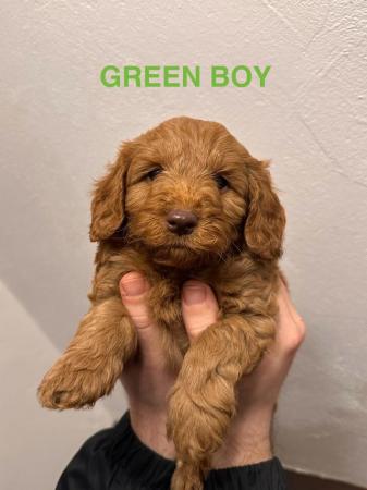 Image 3 of 2 x red male cockapoo puppies available end april