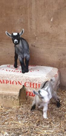 Image 7 of Female Pygmy Goat and twin kids, one female,one male.