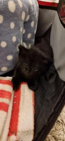 Image 3 of 2 BLUE POINT CROSS SIAMESE KITTENS (COCA-COLA BLACK)