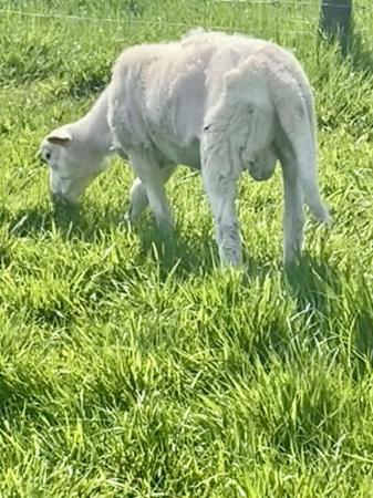 Image 2 of Easycare ram lambs for sale