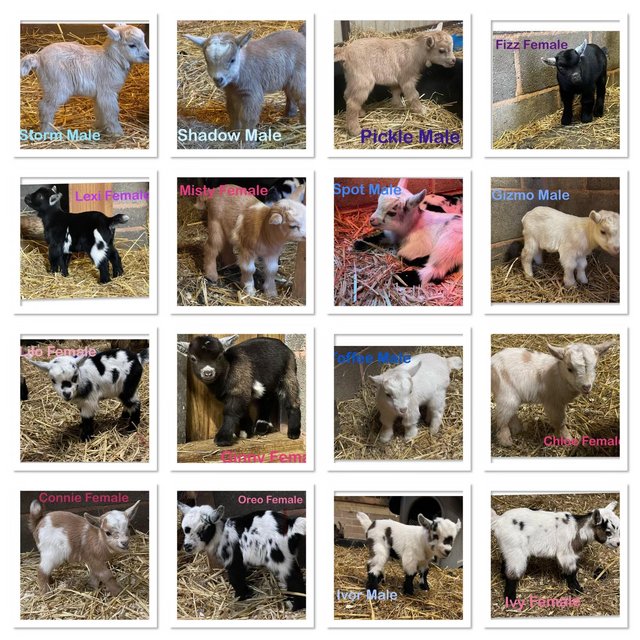 Preview of the first image of Pedigree registered Pygmy Goats.