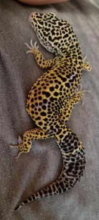 Image 5 of 8x2022 Adult Leopard Geckos £50 each unless stated otherwise