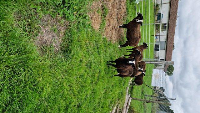 Image 3 of Pedigree Zwartbles Shearling Lambs for Sale