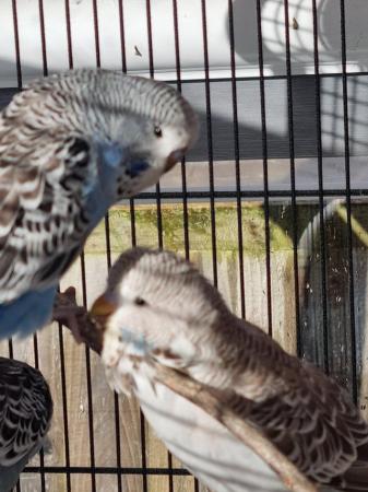 Image 7 of Budggies baby parrots for sale