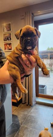 Image 3 of Boxer / French bulldog (froxer) puppies