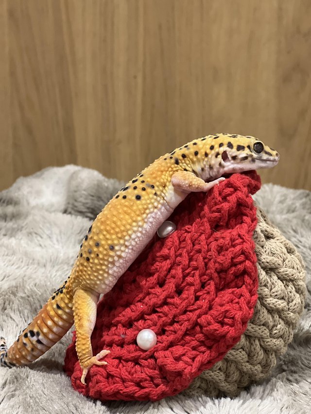 Preview of the first image of Leopard Gecko Including Full Set Up - Male Born 12/2022.