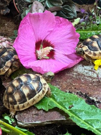 Image 6 of Baby Marginated tortoises and setups for sale