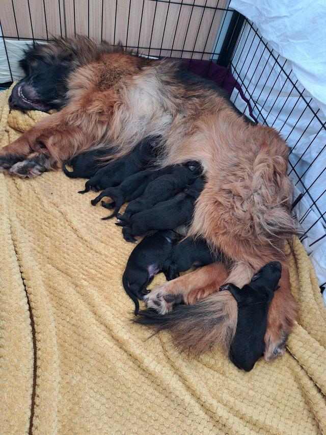 Preview of the first image of German shepherd puppies. 3 boys 3 girls available.