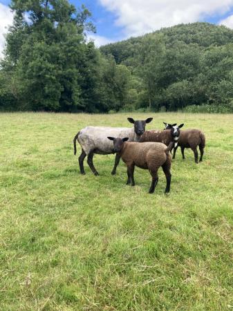 Image 6 of Various sheep for sale - Dutch spotted, Lleyn, Texel crosses