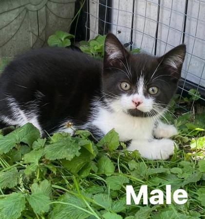 Image 3 of British Longhhair / Shorthair Kittens