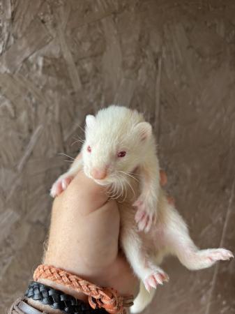 Image 2 of Albino ferret kits girls / boys