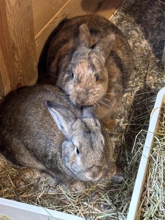 Image 3 of Rabbits bonded pair male and female