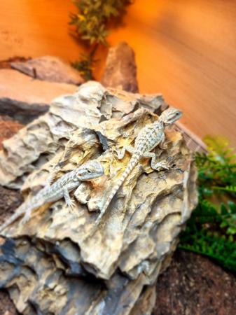 Image 3 of Several Baby Bearded Dragons