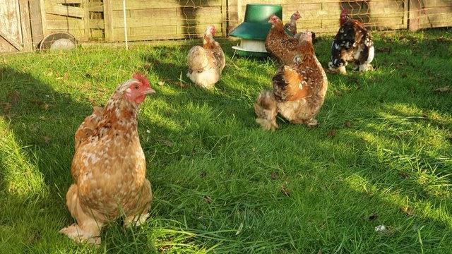 Image 4 of OUT OF STOCK Millefleur Pekin Bantam hatching eggs for sale