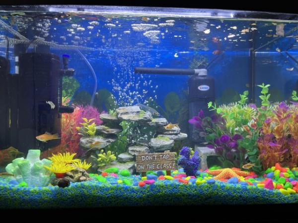 Image 2 of 60L fish tank for sale in bridlington