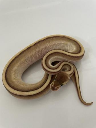 Image 13 of Various royal pythons for sale